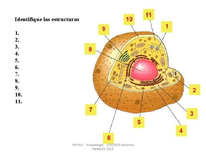 Identifique las estructuras 1. 2. 3. 4. 5. 6. 7. 8. 9. 10. 11. Identifique las estructuras 1. 2. 3. 4. 5. 6. 7. 8. 9. 10. 11.