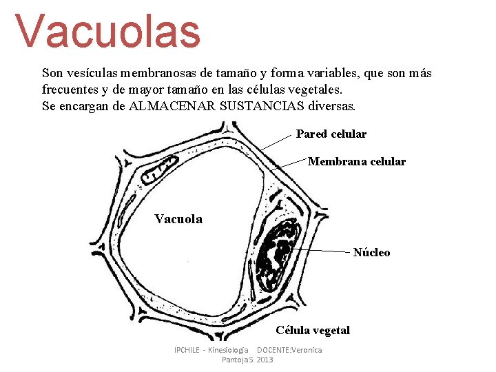 Vacuolas Son vesículas membranosas de tamaño y forma variables, que son más frecuentes y Vacuolas Son vesículas membranosas de tamaño y forma variables, que son más frecuentes y