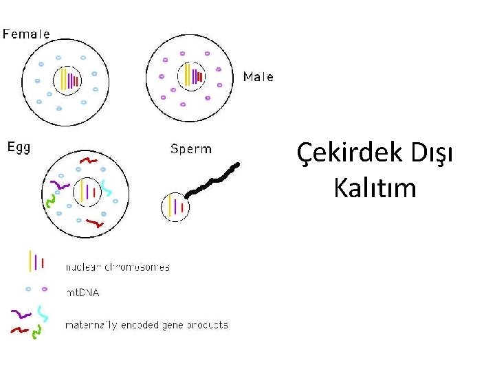 Çekirdek Dışı Kalıtım 