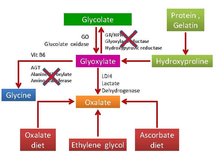 §§ Protein , Glycolate Increased crystalloid: Hyperoxaluria Oxalate metabolism: Gelatin GO Glucolate oxidase GR/HPR