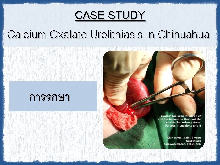 CASE STUDY Calcium Oxalate Urolithiasis In Chihuahua การรกษา 