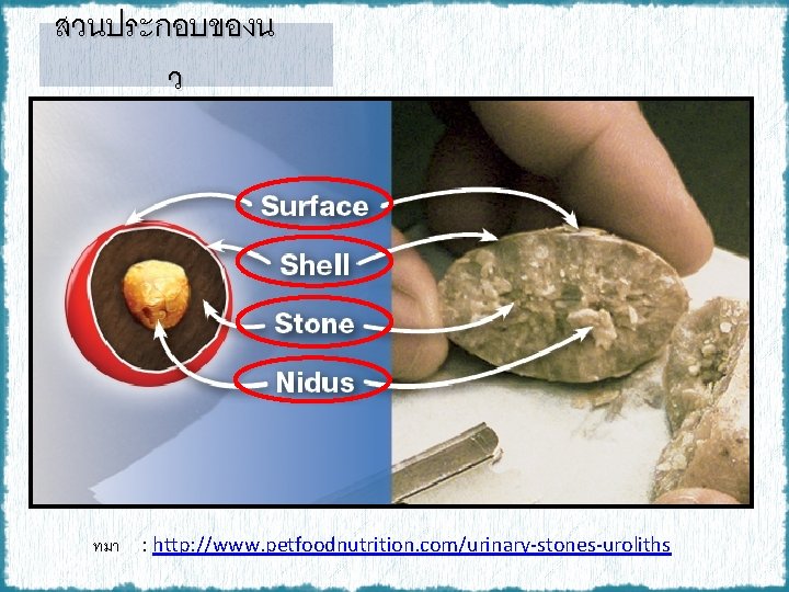 สวนประกอบของน ว ทมา : http: //www. petfoodnutrition. com/urinary-stones-uroliths 