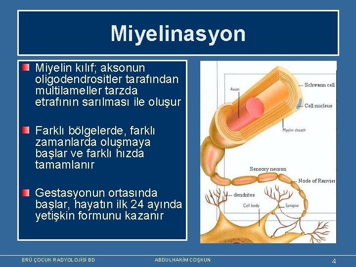 Miyelinasyon Miyelin kılıf; aksonun oligodendrositler tarafından multilameller tarzda etrafının sarılması ile oluşur Farklı bölgelerde,