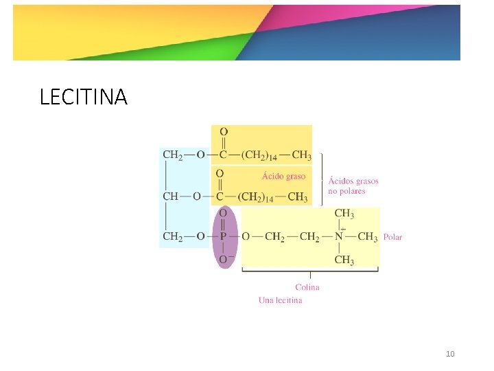 LECITINA 10 