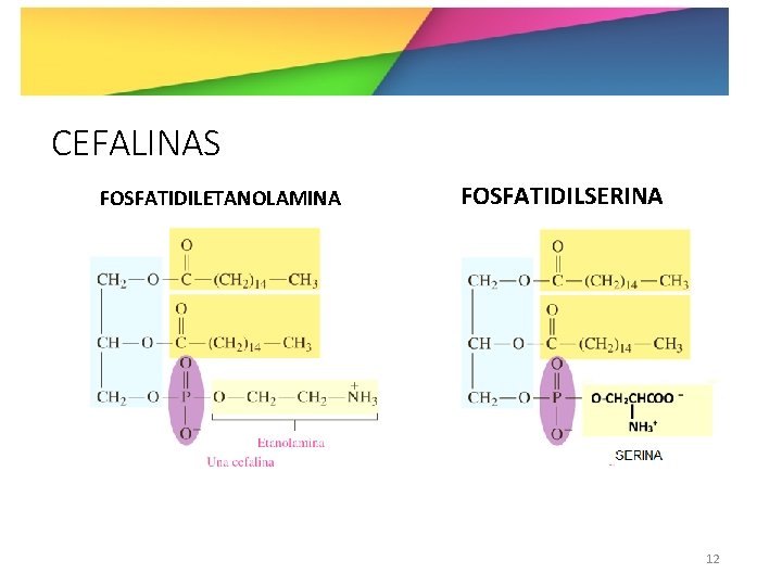 CEFALINAS FOSFATIDILETANOLAMINA FOSFATIDILSERINA 12 