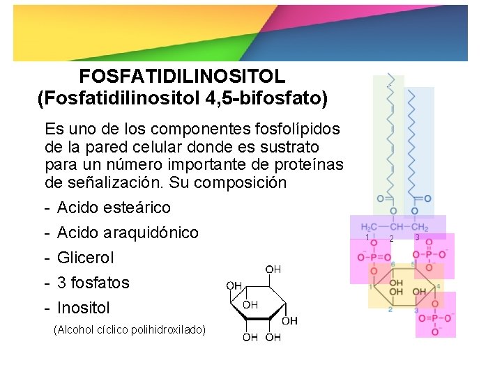 FOSFATIDILINOSITOL (Fosfatidilinositol 4, 5 -bifosfato) Es uno de los componentes fosfolípidos de la pared
