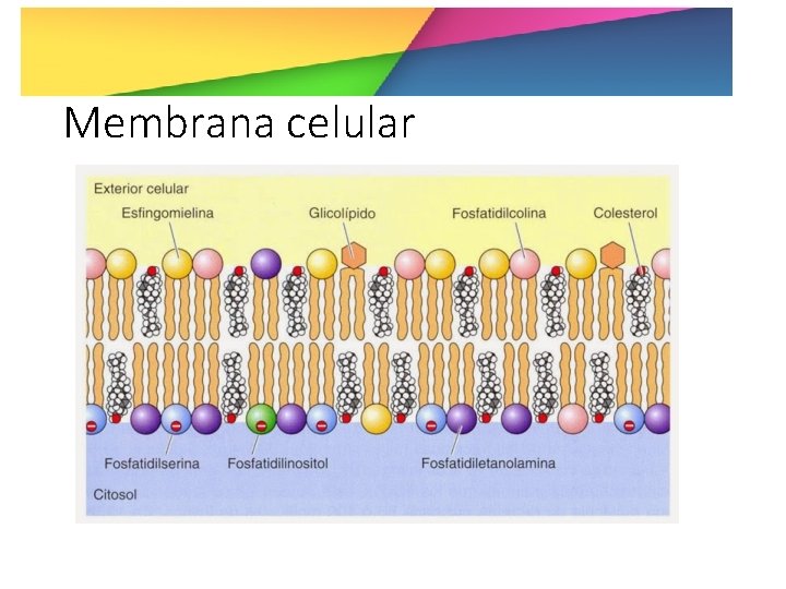 Membrana celular 
