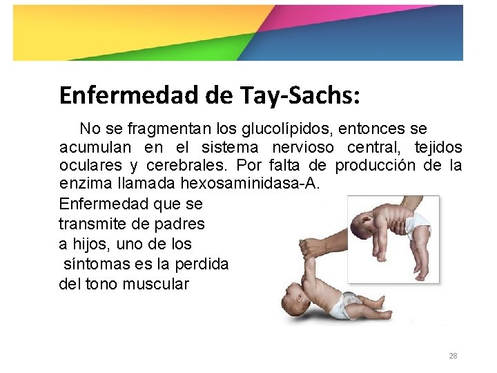Enfermedad de Tay-Sachs: No se fragmentan los glucolípidos, entonces se acumulan en el sistema
