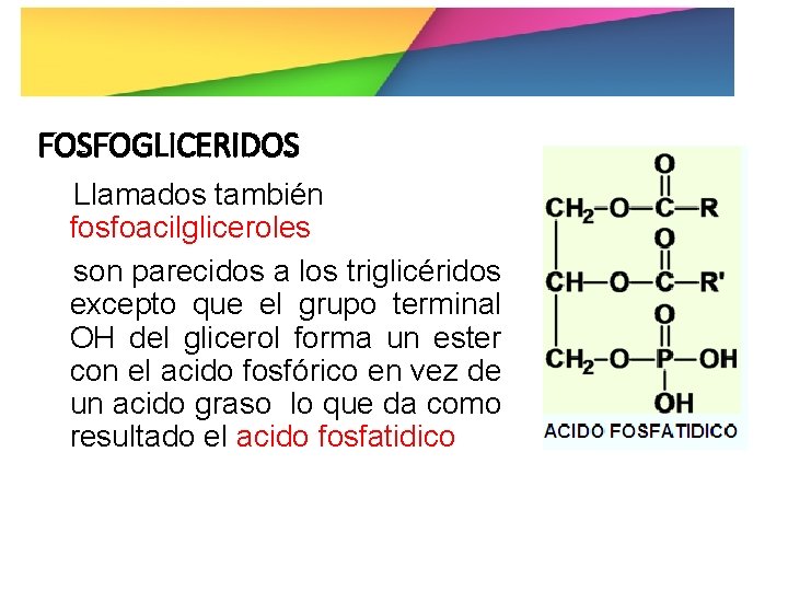 FOSFOGLICERIDOS Llamados también fosfoacilgliceroles son parecidos a los triglicéridos excepto que el grupo terminal