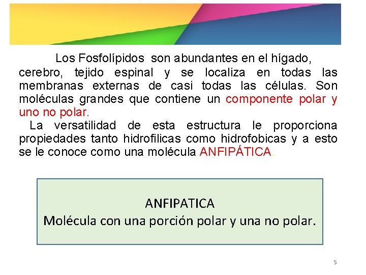 Los Fosfolípidos son abundantes en el hígado, cerebro, tejido espinal y se localiza en