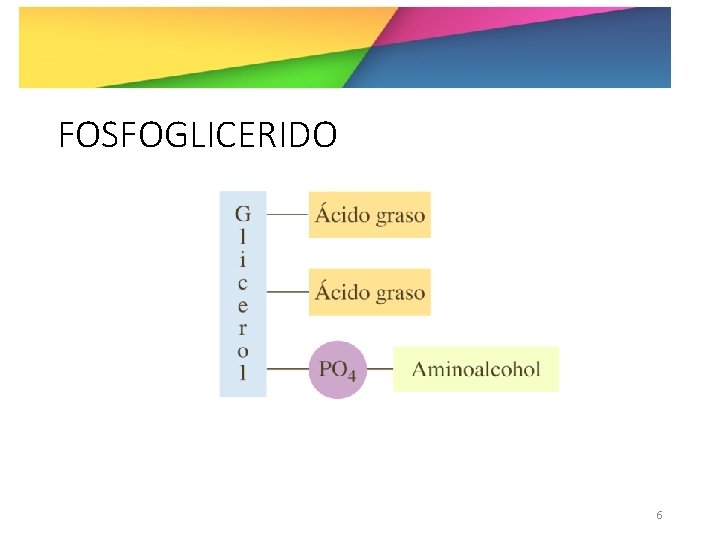 FOSFOGLICERIDO 6 