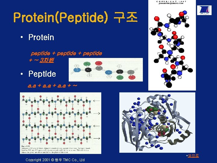 Protein(Peptide) 구조 • Protein peptide + ~ 3차원 • Peptide a. a + ~