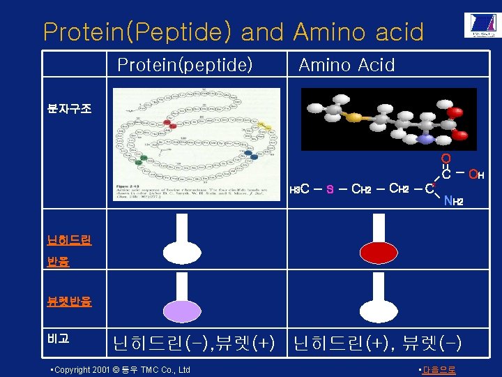 Protein(Peptide) and Amino acid Protein(peptide) Amino Acid 분자구조 O C H 3 C S