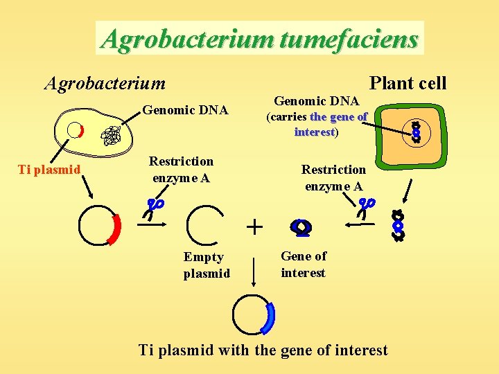 Agrobacterium tumefaciens Agrobacterium Genomic DNA Ti plasmid Plant cell (carries the gene of interest)