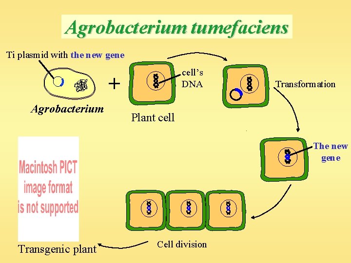 Agrobacterium tumefaciens Ti plasmid with the new gene cell’s DNA + Agrobacterium Transformation Plant