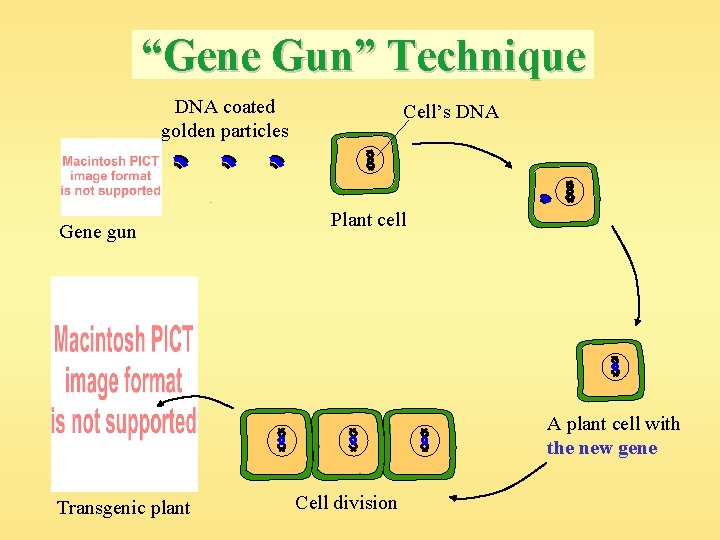 “Gene Gun” Technique DNA coated golden particles Gene gun Cell’s DNA Plant cell A