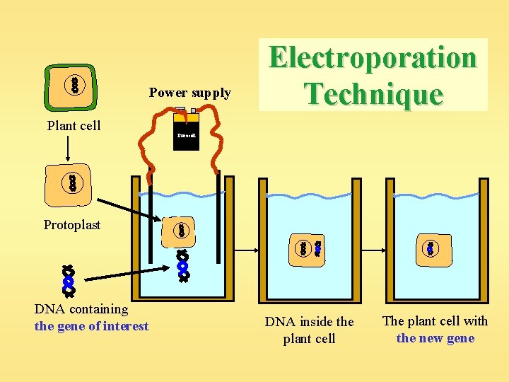 Power supply Plant cell Electroporation Technique Duracell Protoplast DNA containing the gene of interest