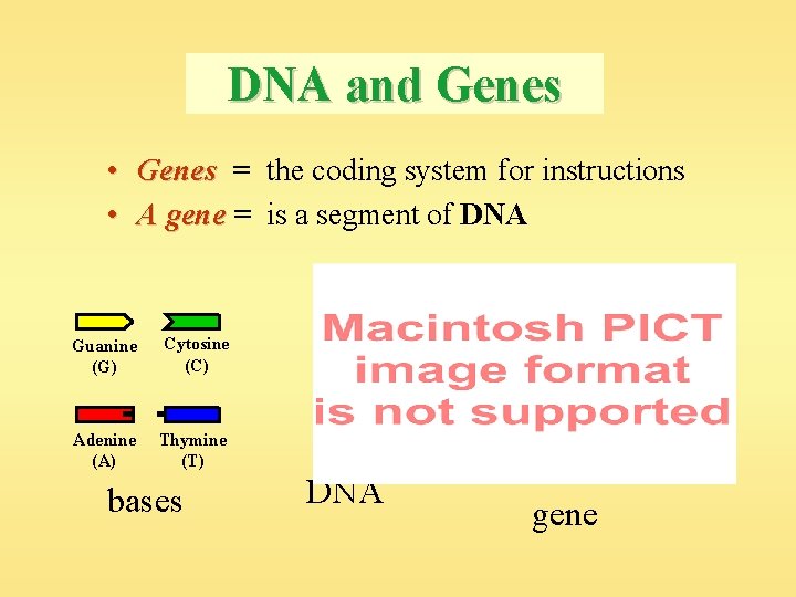 DNA and Genes • Genes = the coding system for instructions • A gene