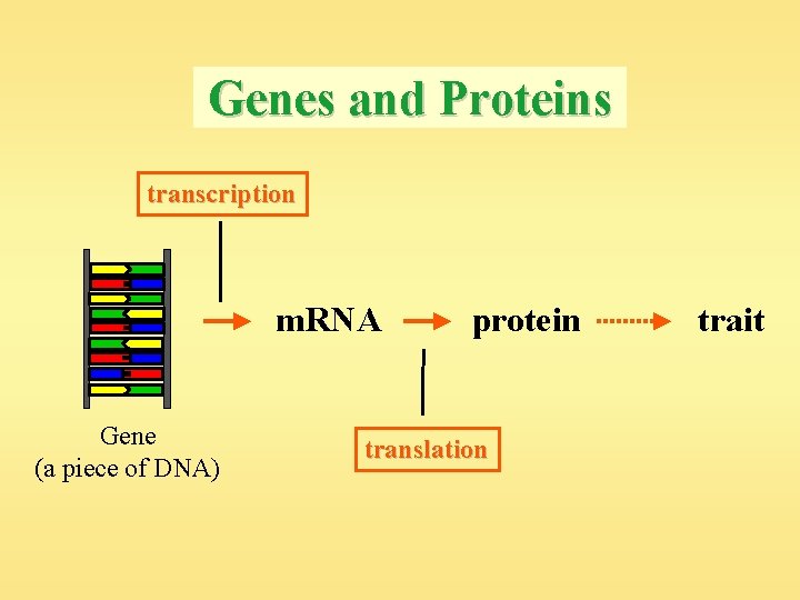 Genes and Proteins transcription m. RNA Gene (a piece of DNA) protein translation trait