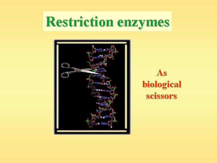 Restriction enzymes As biological scissors 