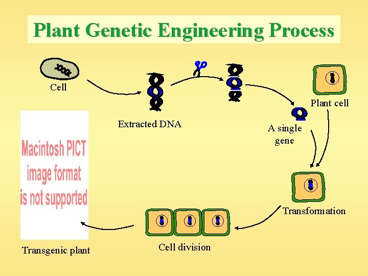 Plant Genetic Engineering Process Cell Plant cell Extracted DNA A single gene Transformation Transgenic