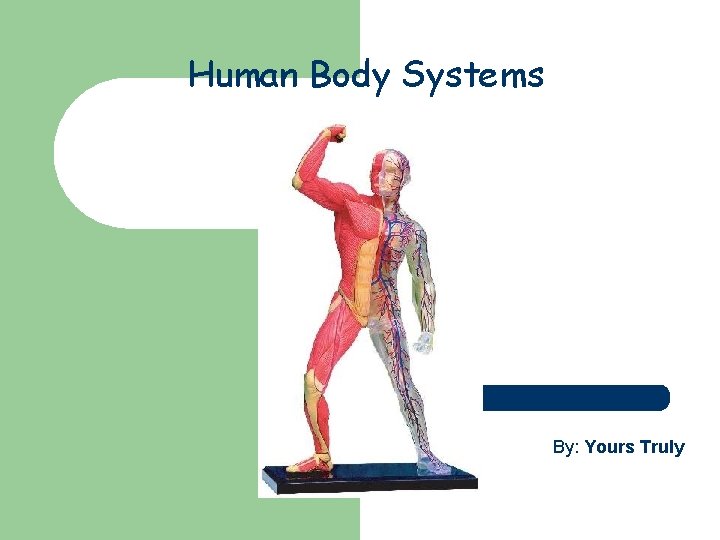 Human Body Systems By: Yours Truly 