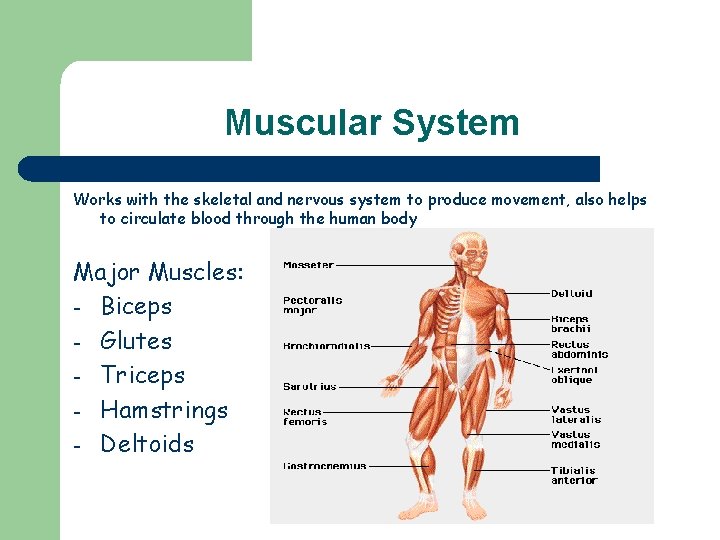 Muscular System Works with the skeletal and nervous system to produce movement, also helps