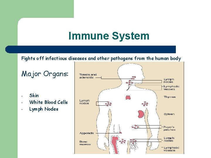 Immune System Fights off infectious diseases and other pathogens from the human body Major