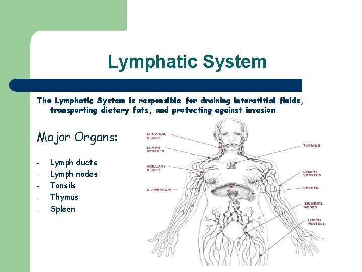 Lymphatic System The Lymphatic System is responsible for draining interstitial fluids, transporting dietary fats,