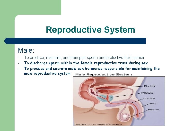 Reproductive System Male: - To produce, maintain, and transport sperm and protective fluid semen