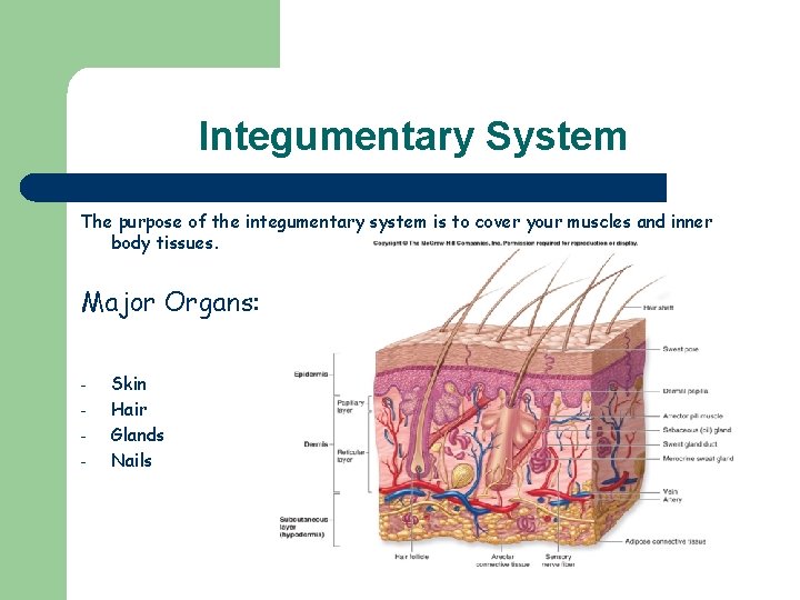 Integumentary System The purpose of the integumentary system is to cover your muscles and