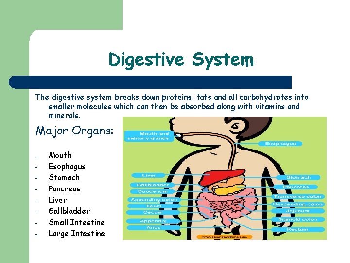 Digestive System The digestive system breaks down proteins, fats and all carbohydrates into smaller