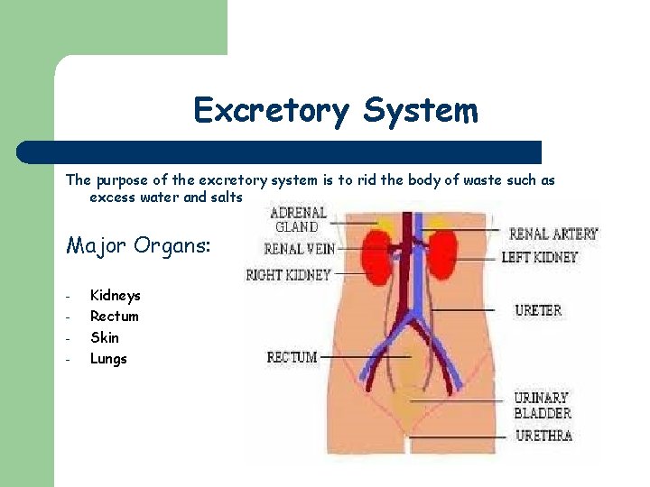 Excretory System The purpose of the excretory system is to rid the body of