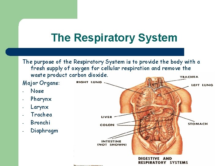 The Respiratory System The purpose of the Respiratory System is to provide the body