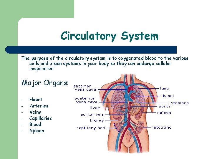 Circulatory System The purpose of the circulatory system is to oxygenated blood to the
