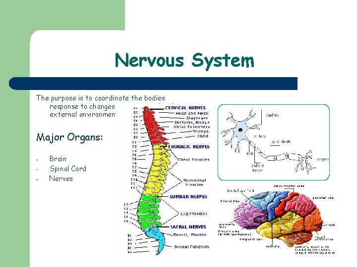 Nervous System The purpose is to coordinate the bodies response to changes in its
