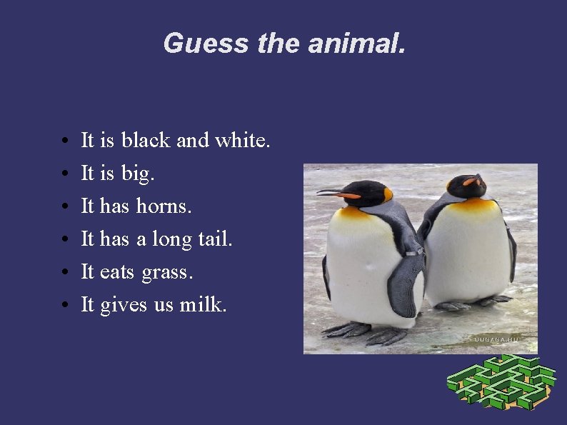Guess the animal. • • • It is black and white. It is big.