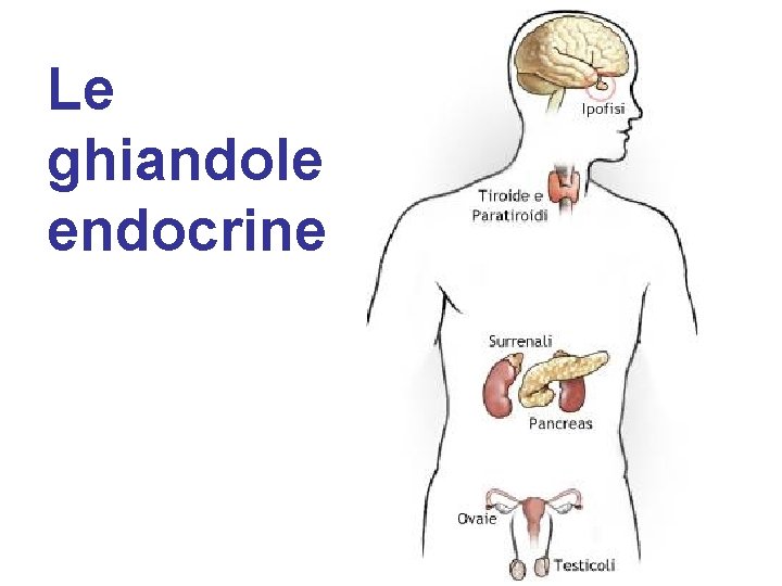 Le ghiandole endocrine 