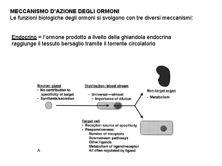 MECCANISMO D’AZIONE DEGLI ORMONI Le funzioni biologiche degli ormoni si svolgono con tre diversi
