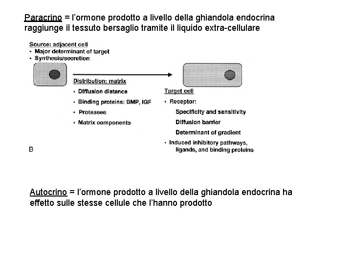 Paracrino = l’ormone prodotto a livello della ghiandola endocrina raggiunge il tessuto bersaglio tramite