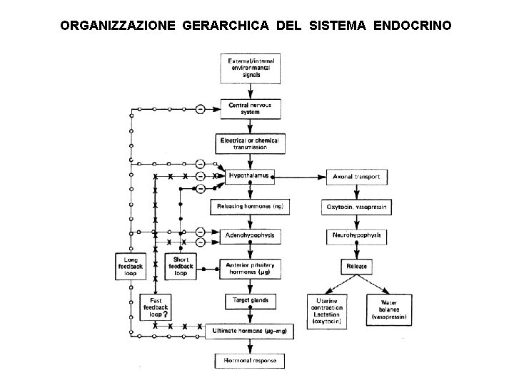 ORGANIZZAZIONE GERARCHICA DEL SISTEMA ENDOCRINO 