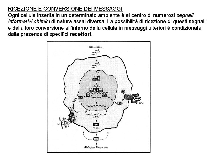 RICEZIONE E CONVERSIONE DEI MESSAGGI Ogni cellula inserita in un determinato ambiente è al