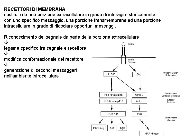 RECETTORI DI MEMBRANA costituiti da una porzione extracellulare in grado di interagire stericamente con