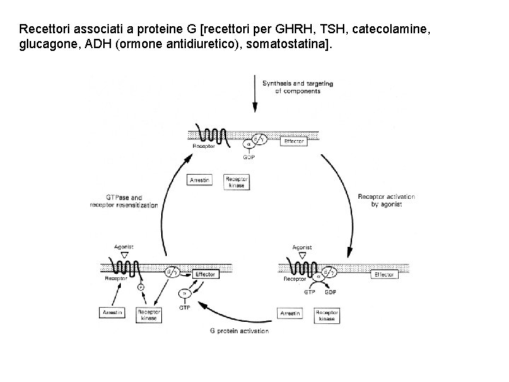 Recettori associati a proteine G [recettori per GHRH, TSH, catecolamine, glucagone, ADH (ormone antidiuretico),
