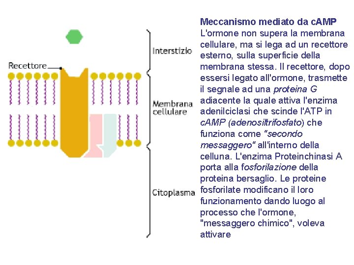 Meccanismo mediato da c. AMP L'ormone non supera la membrana cellulare, ma si lega