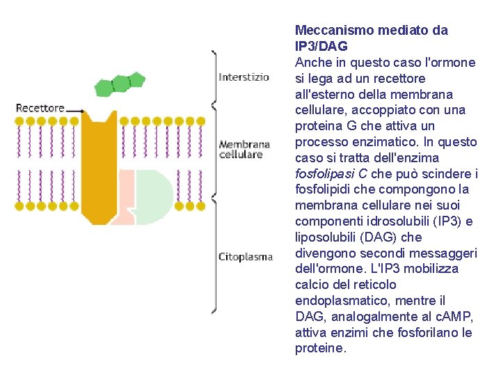 Meccanismo mediato da IP 3/DAG Anche in questo caso l'ormone si lega ad un