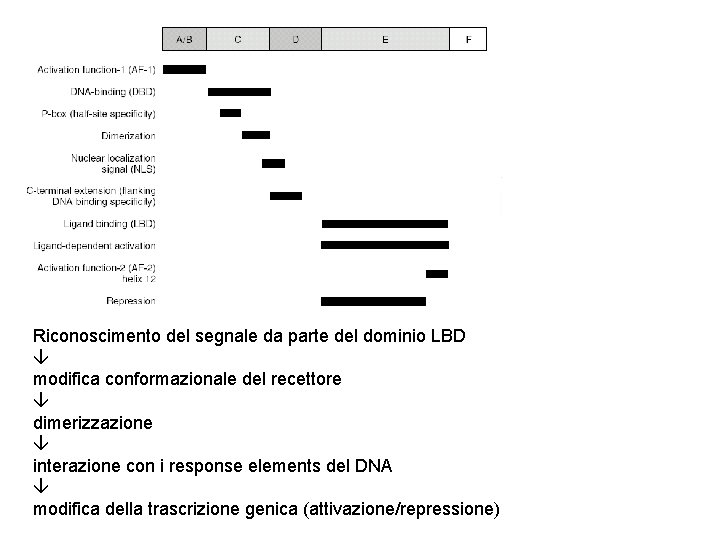 Riconoscimento del segnale da parte del dominio LBD modifica conformazionale del recettore dimerizzazione interazione