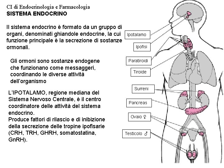 CI di Endocrinologia e Farmacologia SISTEMA ENDOCRINO Il sistema endocrino è formato da un