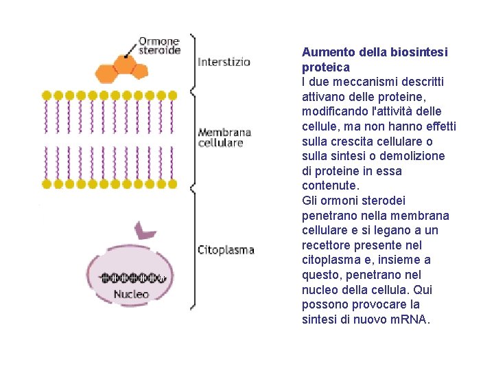 Aumento della biosintesi proteica I due meccanismi descritti attivano delle proteine, modificando l'attività delle