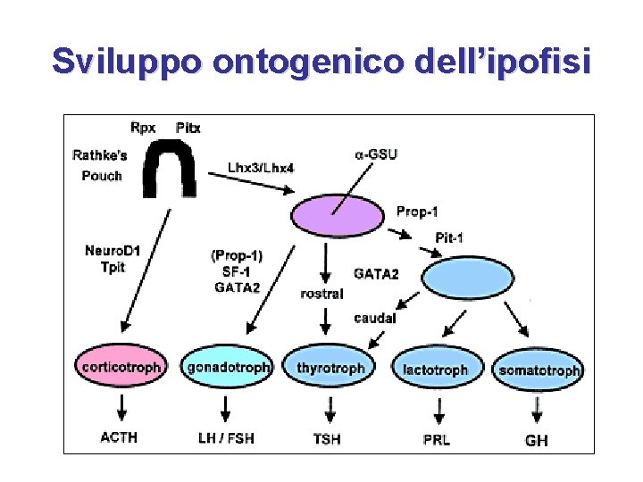 Sviluppo ontogenico dell’ipofisi 